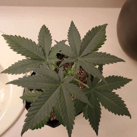 Gelato #1  growlog timeline photo