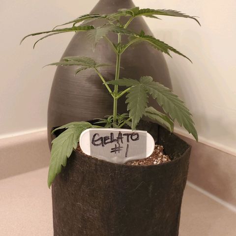 Gelato #1  growlog timeline photo