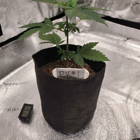 Purple Kush #1 growlog timeline photo