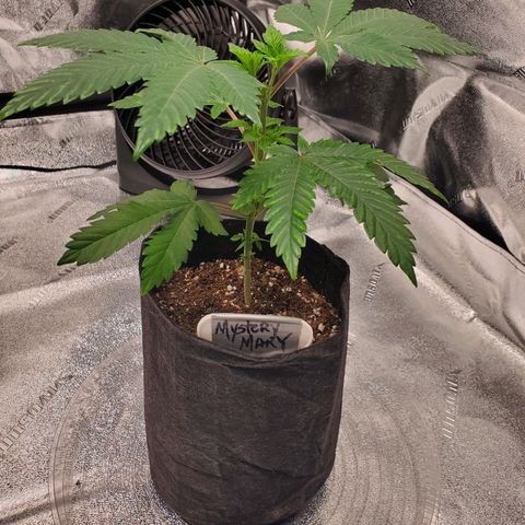 Mystery Mary  growlog timeline photo
