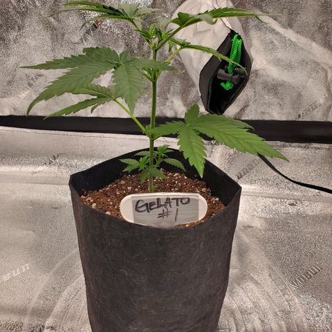 Gelato #1  growlog timeline photo