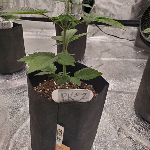 Purple Kush #2 growlog timeline photo