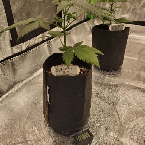 Gelato #2 growlog timeline photo
