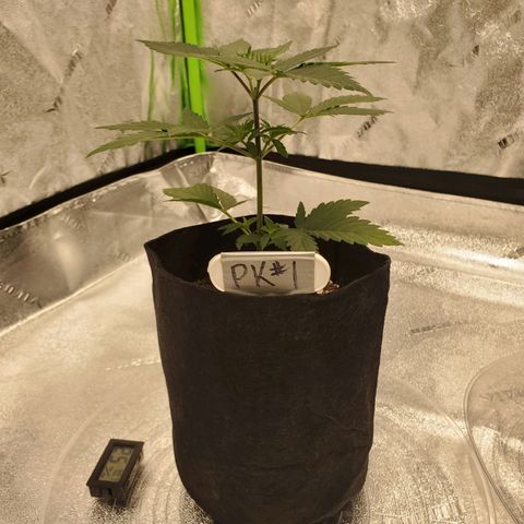 Purple Kush #1 growlog timeline photo
