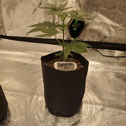 Gelato #1  growlog timeline photo