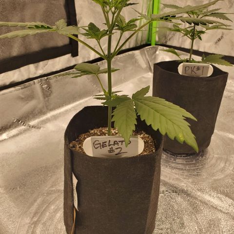 Gelato #2 growlog timeline photo