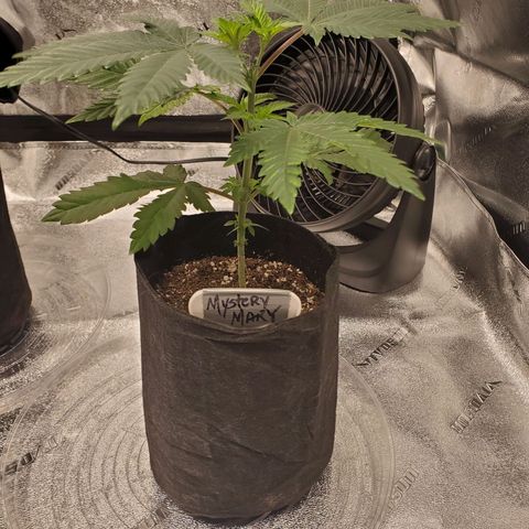 Mystery Mary  growlog timeline photo