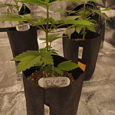 Purple Kush #2 growlog timeline photo