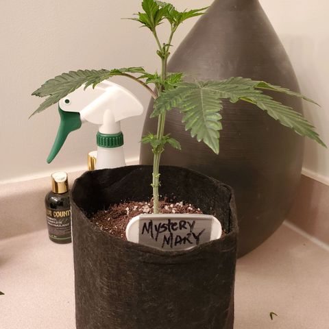 Mystery Mary  growlog timeline photo