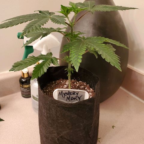 Mystery Mary  growlog timeline photo