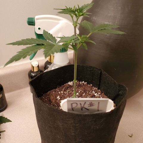 Purple Kush #1 growlog timeline photo