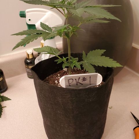 Purple Kush #1 growlog timeline photo