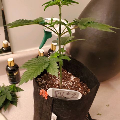 Purple Kush #2 growlog timeline photo