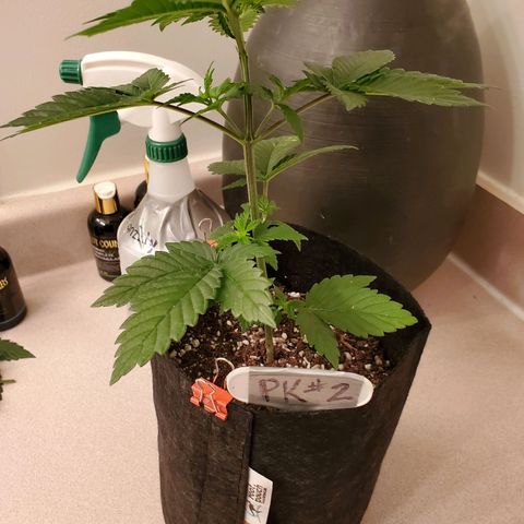 Purple Kush #2 growlog timeline photo