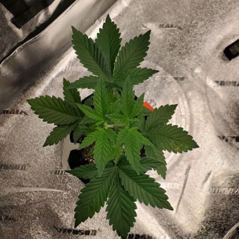 Purple Kush #2 growlog photo: 1 day after defoliation