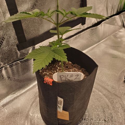 Purple Kush #2 growlog photo: 1 day after defoliation