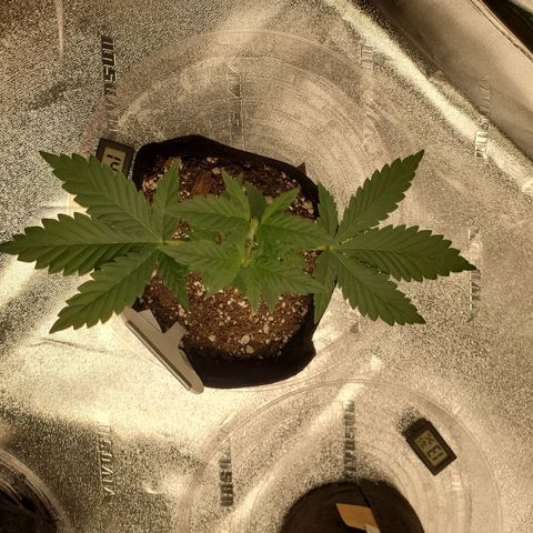 Purple Kush #1 growlog photo: 1 Day after Defoliation 