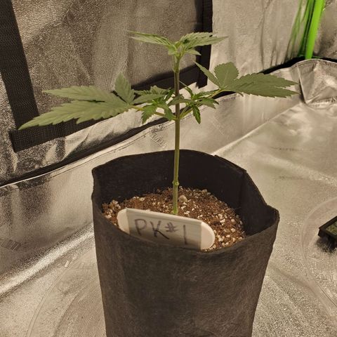 Purple Kush #1 growlog photo: 1 Day after Defoliation 