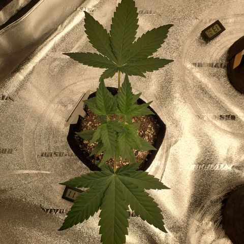 Gelato #2 growlog photo: 1 Day After Defoliation 