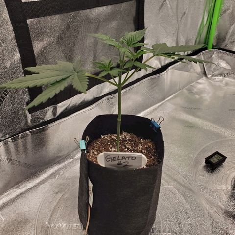 Gelato #2 growlog photo: 1 Day After Defoliation 