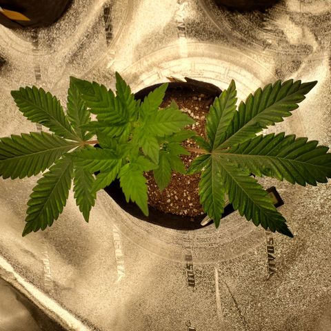 Mystery Mary  growlog photo: 1 Day After Defoliation 
