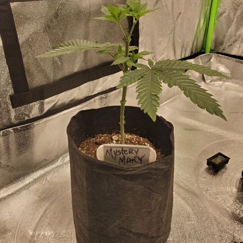 Mystery Mary  growlog photo: 1 Day After Defoliation 