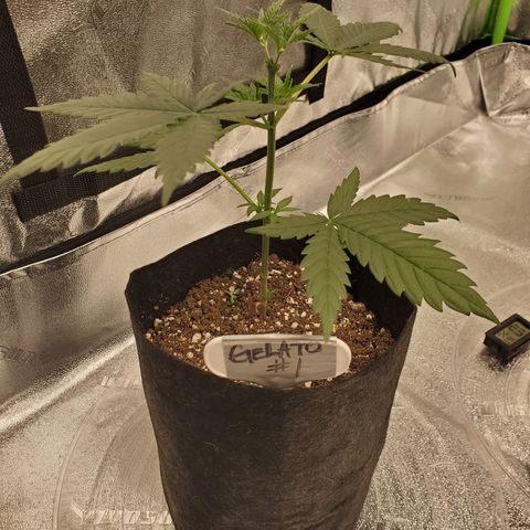 Gelato #1  growlog photo: 1 Day After Defoliation 