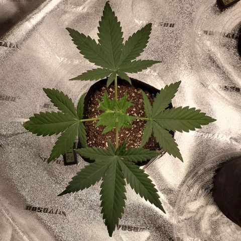 Gelato #1  growlog photo: 1 Day After Defoliation 