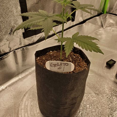 Gelato #1  growlog timeline photo