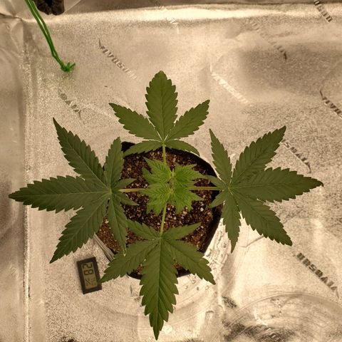Gelato #1  growlog timeline photo