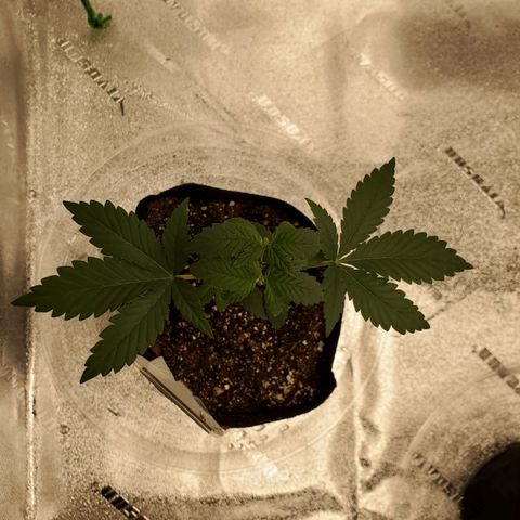Purple Kush #1 growlog timeline photo