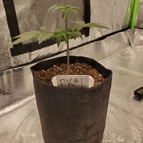 Purple Kush #1 growlog timeline photo