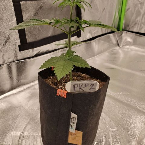 Purple Kush #2 growlog timeline photo