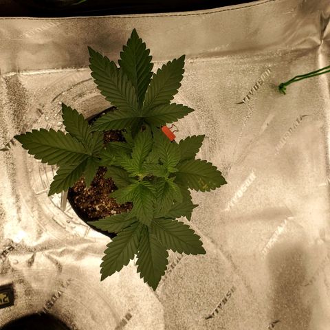 Purple Kush #2 growlog timeline photo