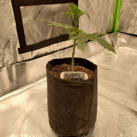 Mystery Mary  growlog timeline photo