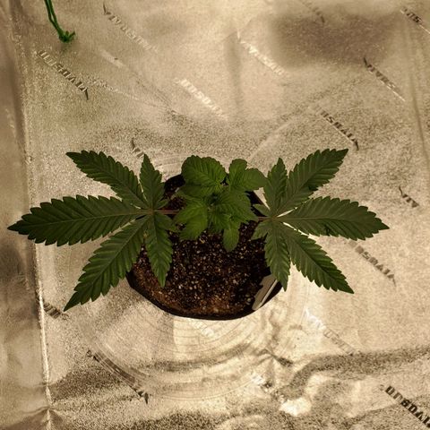 Mystery Mary  growlog timeline photo