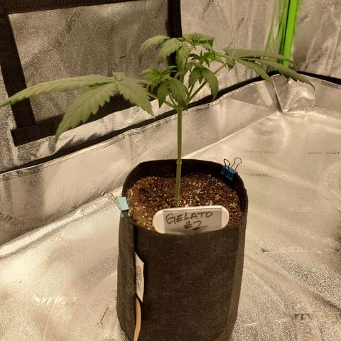 Gelato #2 growlog timeline photo