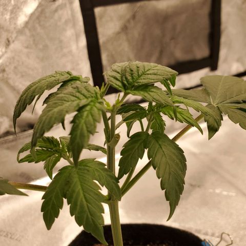 Gelato #2 growlog timeline photo