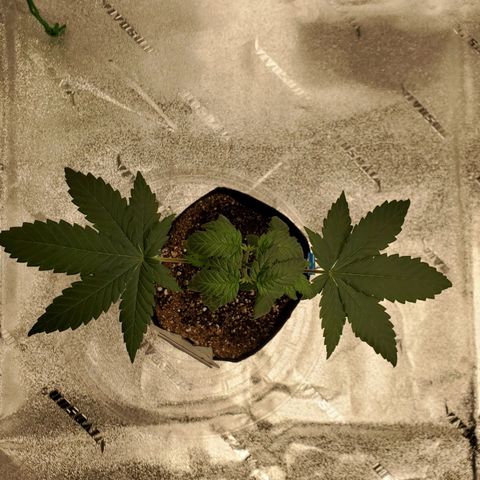 Gelato #2 growlog timeline photo