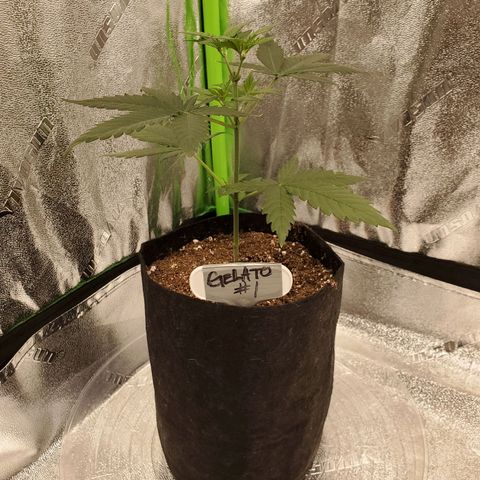 Gelato #1  growlog timeline photo