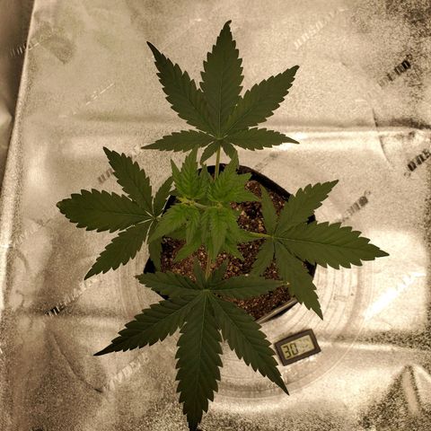Gelato #1  growlog timeline photo