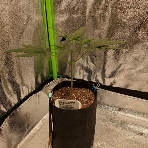 Gelato #2 growlog timeline photo