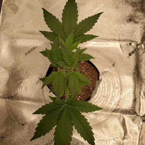 Gelato #2 growlog timeline photo