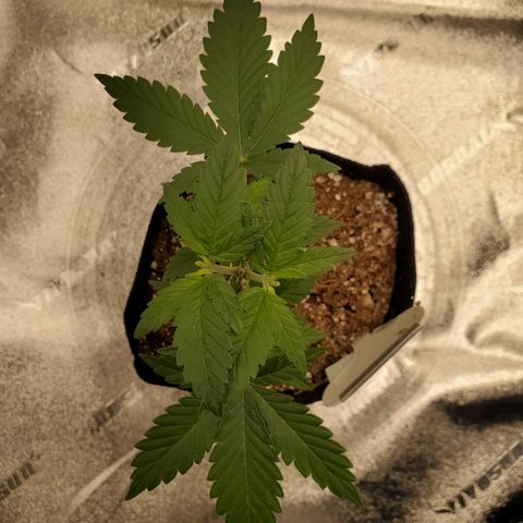 Purple Kush #1 growlog timeline photo
