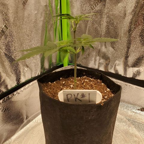 Purple Kush #1 growlog timeline photo