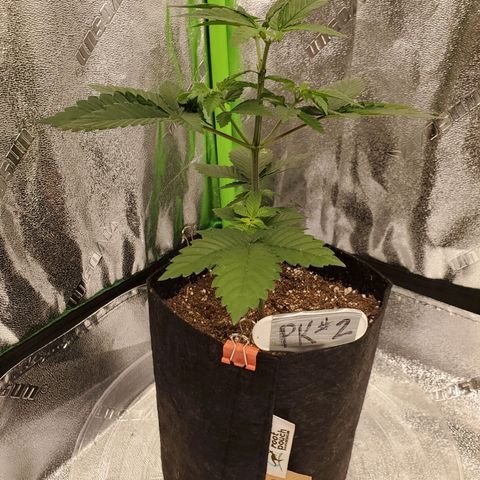 Purple Kush #2 growlog timeline photo
