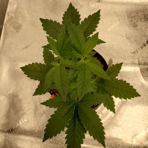 Purple Kush #2 growlog timeline photo