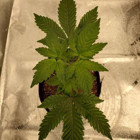 Mystery Mary  growlog timeline photo