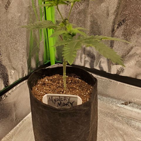 Mystery Mary  growlog timeline photo