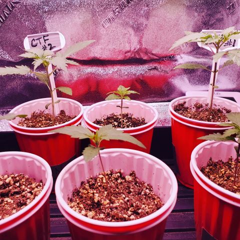 Gelato #2 growlog photo: The little ones.....